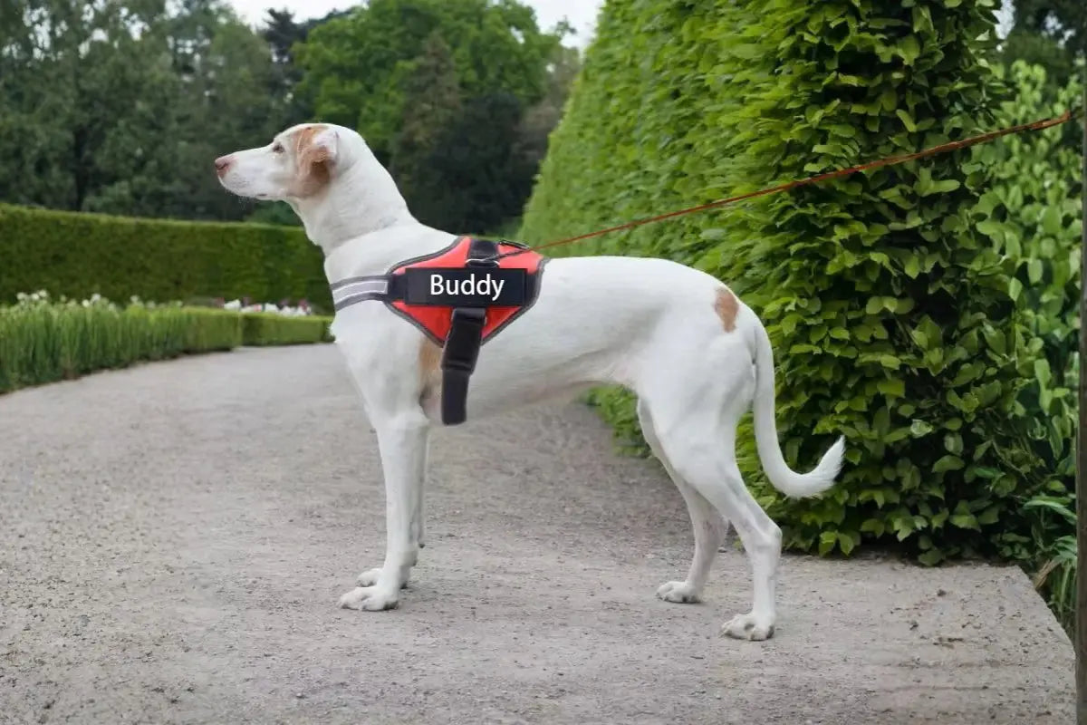 Custom Dog Harness: Why Fit Matters More Than Most Dog Owners Realize