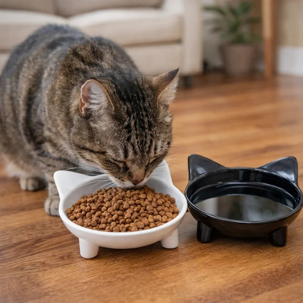 feeding cat bowl