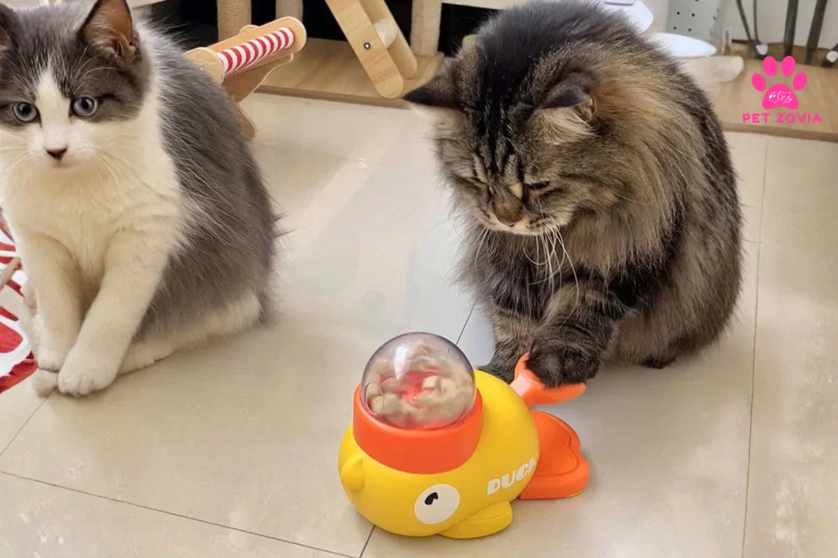 A Small Change at Mealtime That Makes a Big Difference for Your Pet